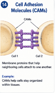 Membrane proteins that help neighboring cells attach to one another. Example: CAMs help cells stay organized within tissues.