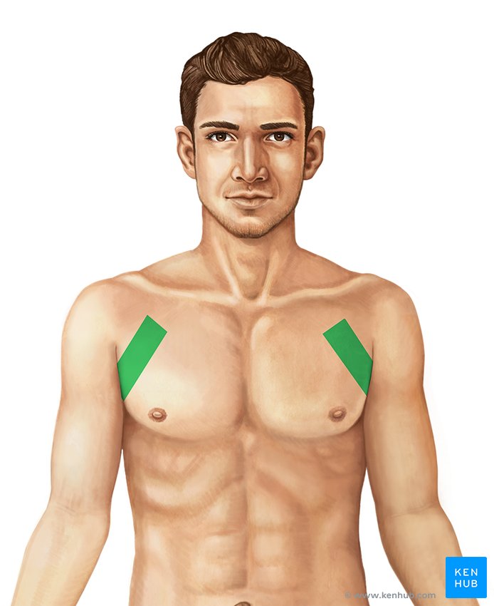 <p>armpit area</p>