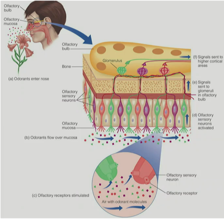 <p>olfactory mucosa located at top of the nasal cavity</p><ul><li><p><u>odorants are carried along the mucosa &amp; comes into contact with sensory neurons</u></p></li><li><p>olfactory <u>receptors </u>are located <u>on the cilia of these sensory neurons</u></p></li></ul><p>__</p><p>transduction of olfaction</p><ul><li><p>odorants enter the nose &amp; onto <strong><u>olfactory epithelium</u></strong></p></li><li><p>odorants flow <u>over the </u><strong><u>olfactory mucosa</u></strong></p></li><li><p>where the <u>odorants come in contact w/ </u>olfactory sensory neurons/<u>ORNs on the mucosa</u> &amp; <u>stimulate/activate the </u><strong><u>olfactory receptors on ORNs</u></strong></p></li><li><p><u>all ORNs of a specific type will send signals to 1 or 2 </u><strong><u>glomeruli on the olfactory bulb</u></strong></p></li><li><p>these <u>signals are sent to the </u><strong><u>cortex</u></strong>:</p><ul><li><p><strong><u>primary olfactory cortex (piriform cortex)</u></strong> in the <u>temporal lobe &amp; amygdala</u></p></li><li><p>→ <strong><u>secondary olfactory cortex (orbitofrontal cortex, OFC)</u></strong> in <u>frontal lobe</u></p></li></ul></li></ul><p></p>