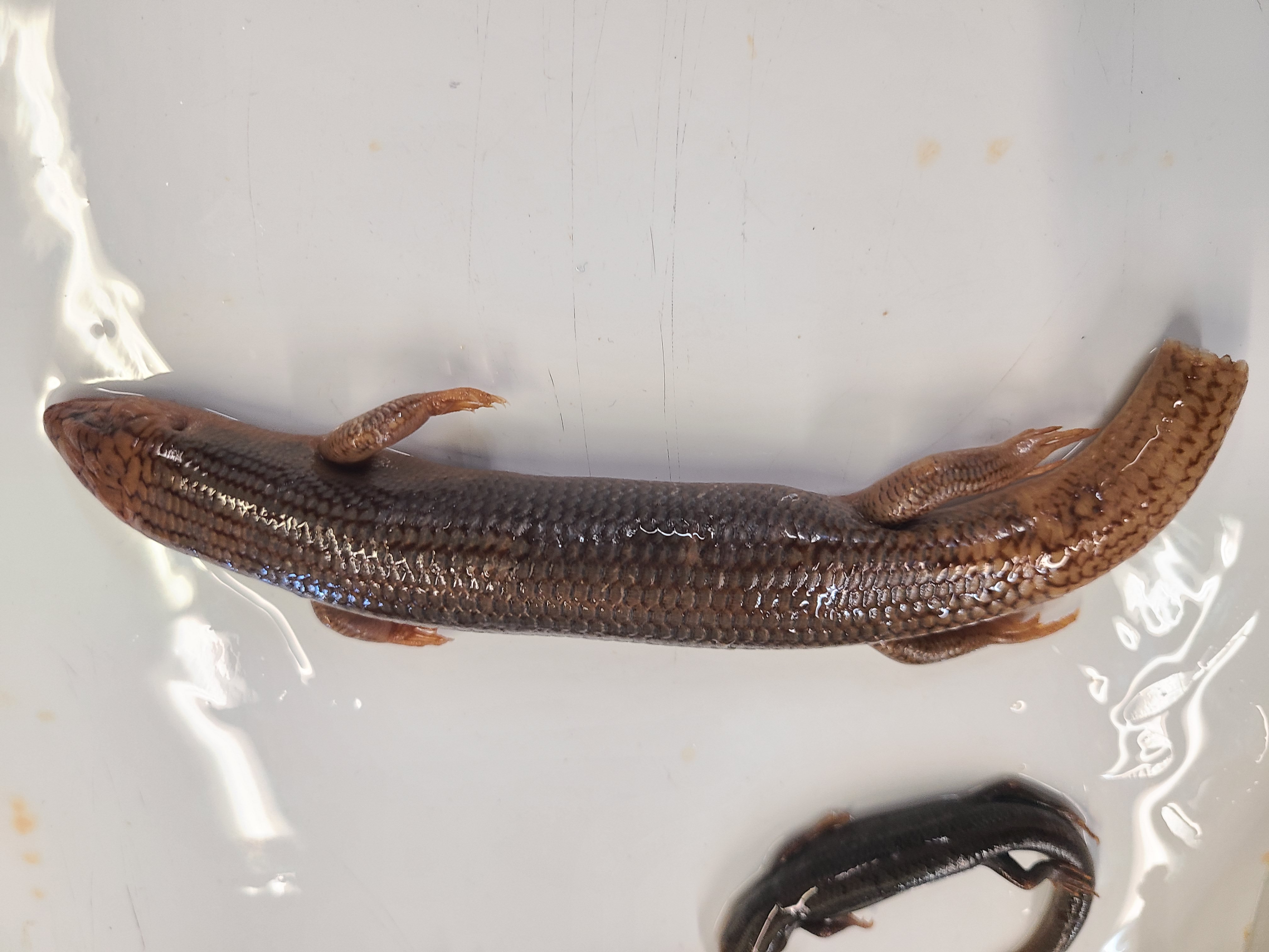 <p>Clade and Family of Plestiodon obsoletus</p>