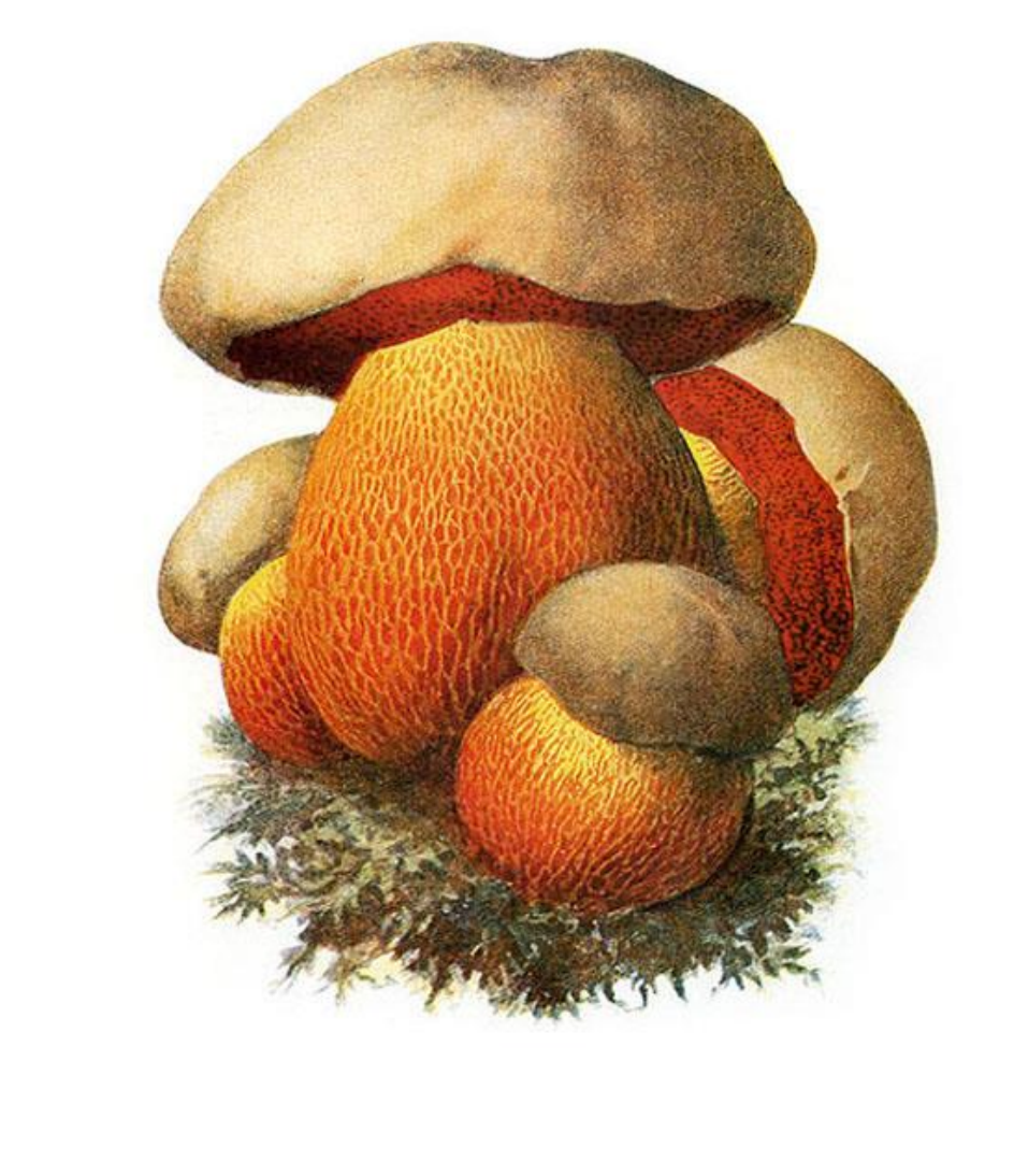 term image