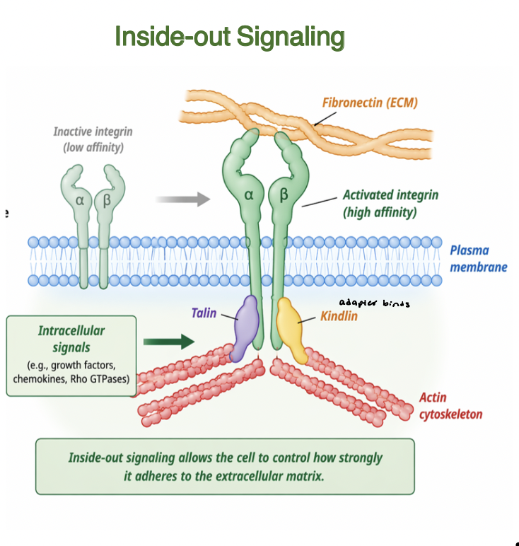 <p>Intracellular signals regulate integrin activation</p><ul><li><p>adapter proteins (<span style="color: rgb(204, 133, 255);"><strong><em><u>talin</u></em></strong></span>, <span style="color: rgb(255, 196, 122);"><strong><em><u>kindlin</u></em></strong></span>) bind integrin cytoplasmic tails</p></li><li><p>induce conformational change to high affinity state</p><ul><li><p>increases binding to ECM ligands (<span style="color: rgb(255, 169, 84);"><strong><em><u>fibronectin</u></em></strong></span>)</p></li><li><p>enhances adhesion strength and clustering</p></li></ul></li><li><p>links intracellular cell state to ECM</p></li></ul><p></p>