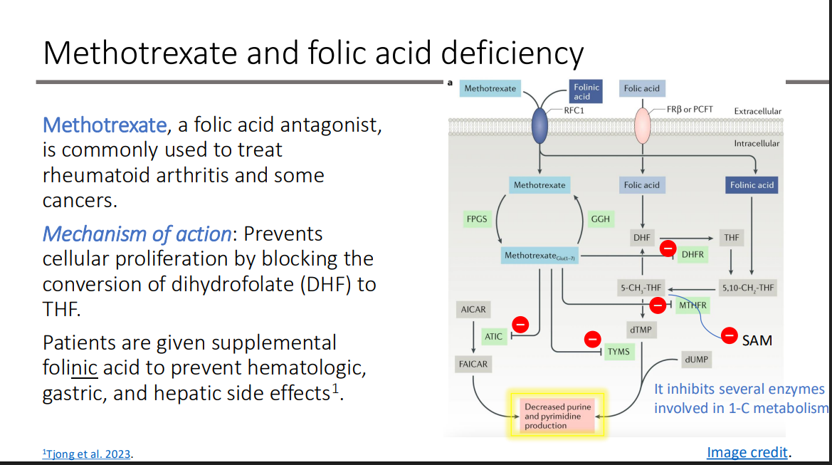 <p>1-C metabolism</p>