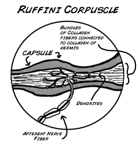 <p>Discovered the "Ruffini" corpuscle in the early 1900s. It is sensitive to stretching of the skin and much like Merkel receptors, it fires continuously to stimuli. It is located in both the deep dermis and hypodermis.</p>