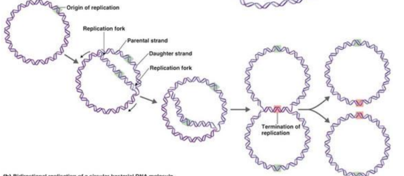 <p>replication</p>