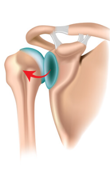 <p>Shoulder Dislocation / Sprains</p>