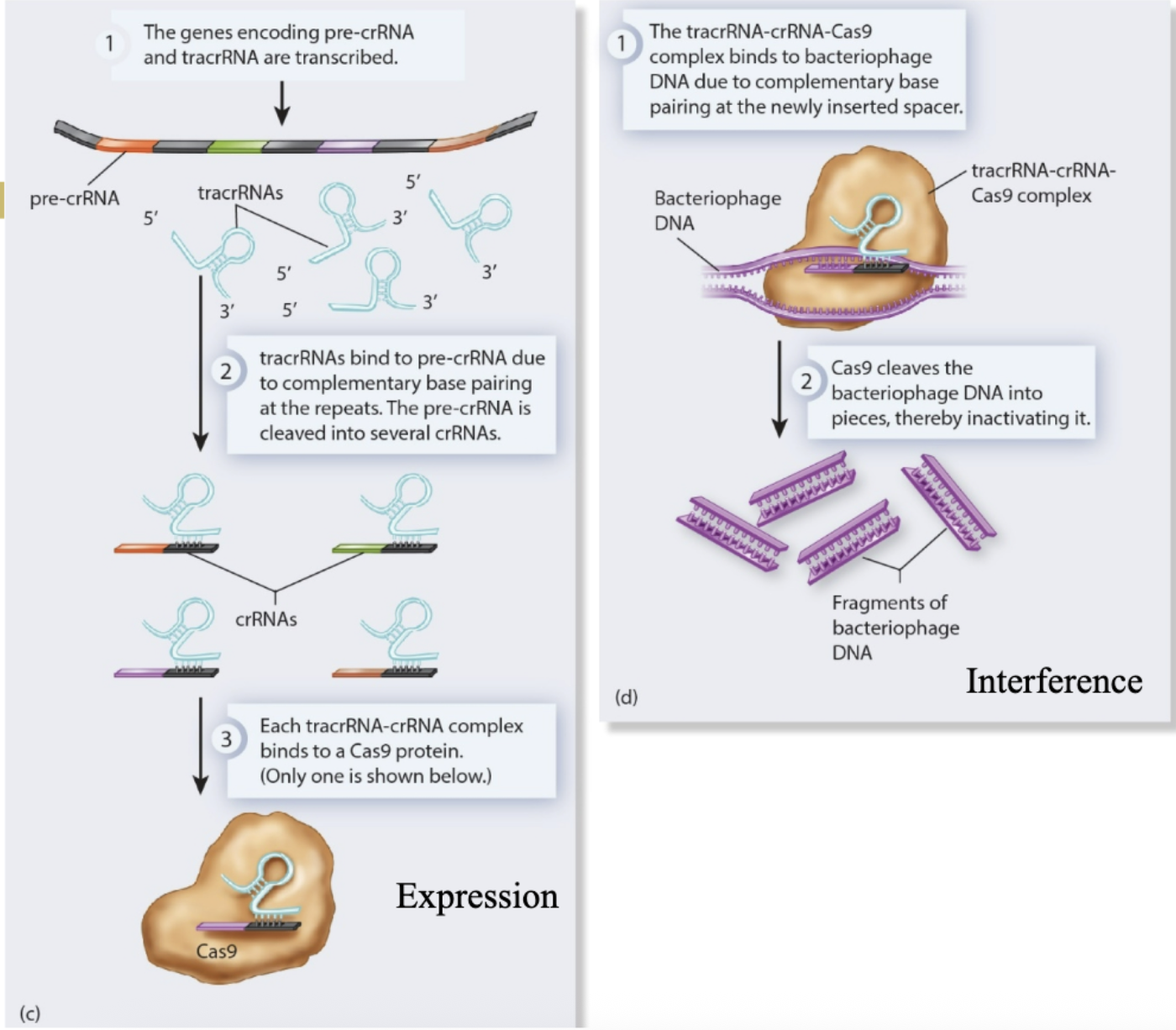 <p>Enables Cas9 to bind to the Guide RNA</p>