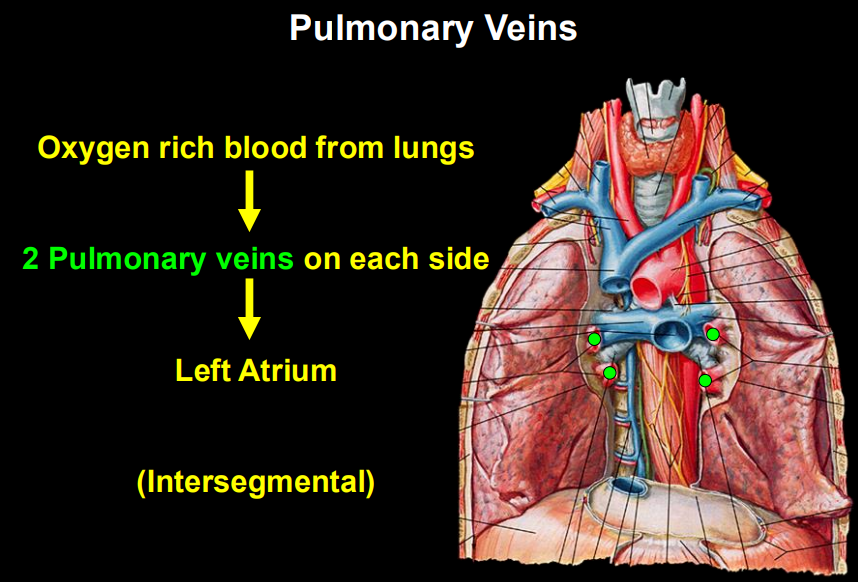 <p><span style="background-color: transparent;"><strong>Course:</strong> These veins travel <strong>intersegmentally</strong> (in the connective tissue between bronchopulmonary segments) rather than running alongside the bronchi (pulmonary arteries).</span></p>