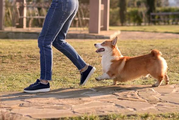 <p>The following her</p><p>The dog was following her</p>