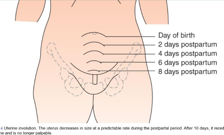 <p><strong>Uterus</strong></p><ul><li><p>Involution involves <mark data-color="yellow" style="background-color: yellow; color: inherit;">sealing of placenta area </mark><em>(prevent bleeding)</em> and <mark data-color="yellow" style="background-color: yellow; color: inherit;">reducing size to pregestational size</mark></p></li><li><p>Takes 6 weeks</p></li></ul><p><strong>Fundus</strong></p><ul><li><p>after birth, fundus palpable halfway btwn umbilicus and pubic bone for a few min</p></li><li><p>one hr later, rises to level of umbilicus (remains here for 24hrs)</p></li><li><p>decreases by 1cm/day</p></li></ul><p><strong>Lochia</strong></p><ul><li><p>residual blood, fragments of decidua, WBC, mucus, bacteria</p></li><li><p><u>Expected findings:</u></p><ul><li><p>1-3d: red, moderate/heavy</p></li><li><p>3-7d: brownish</p></li><li><p>7-14d: serous</p></li><li><p>2-3wks: yellowish</p></li><li><p>3-4wks: grayish</p></li></ul></li></ul><p><strong>Cervix</strong></p><ul><li><p>Internal os closes as before</p></li><li><p>external os used to be round, now it has slits on the side/stellate shaped</p></li></ul><p><strong>Vagina</strong></p><ul><li><p>soft, some rugae, diameter greater than normal</p></li></ul><p><strong>Perineum</strong></p><ul><li><p>Pressure during birth → perineum is endematous and tender immediately after</p><ul><li><p>suggest comfort (gentle pillow, doughnut pad, warm packs, analgesics)</p></li></ul></li></ul><p></p>
