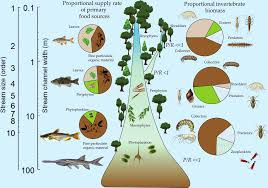 <ul><li><p>higher primary productivity </p></li><li><p>higher fish diversity </p></li><li><p>higher piscivory </p></li></ul><p></p>