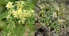 <p>What poisonous plant is this?</p>
