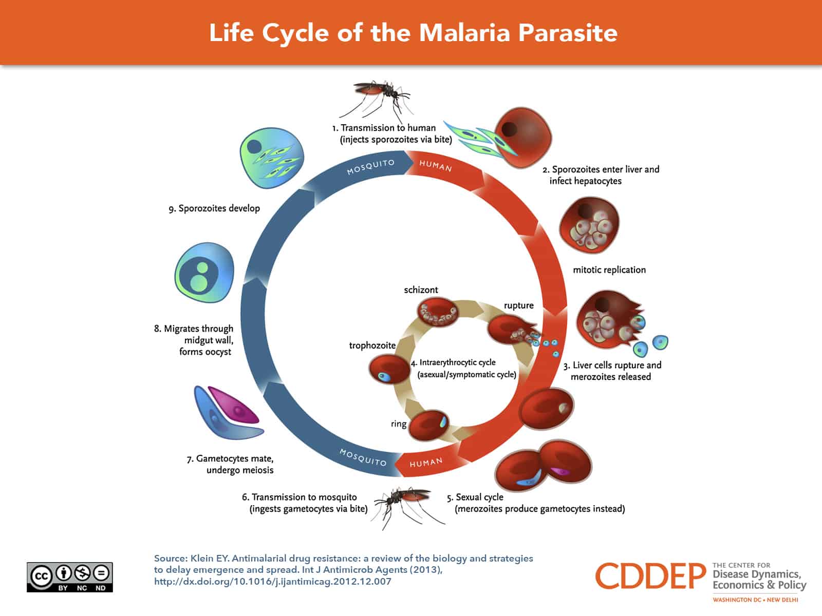 <ol><li><p>A mosquito ingests gametocytes that mate within the gut of the mosquito </p></li><li><p>Sporozoites are injected into a human during the next blood meal </p></li><li><p>Sporozoites travel to the liver, infect hepatocytes, and begin asexually replicating </p></li><li><p>Merozoites infect the red blood cells, the cell then ruptures </p></li><li><p>The cycle repeats </p></li></ol><p></p>