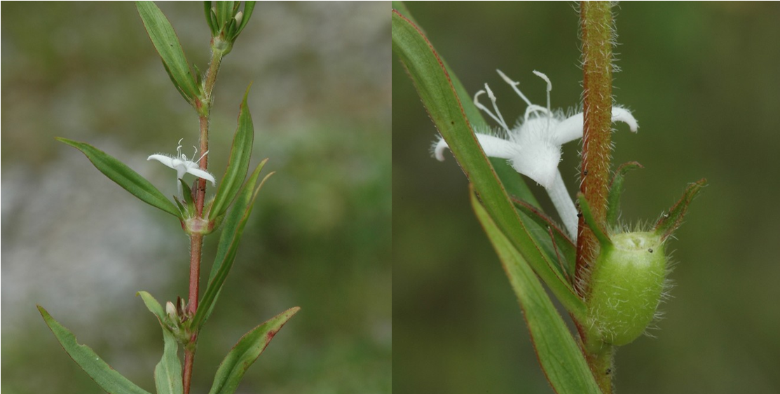 <p>Branched, hairy stems </p><p>Simple opposite leaves</p><p>Linear stipules that connect opposite leaves across stem </p><p>White trumpet shaped flowers </p><p>Fused corella </p><p>Hairy rubbed capsules </p><p>Solitary flowers </p>