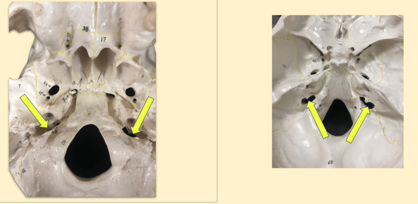 knowt flashcard image