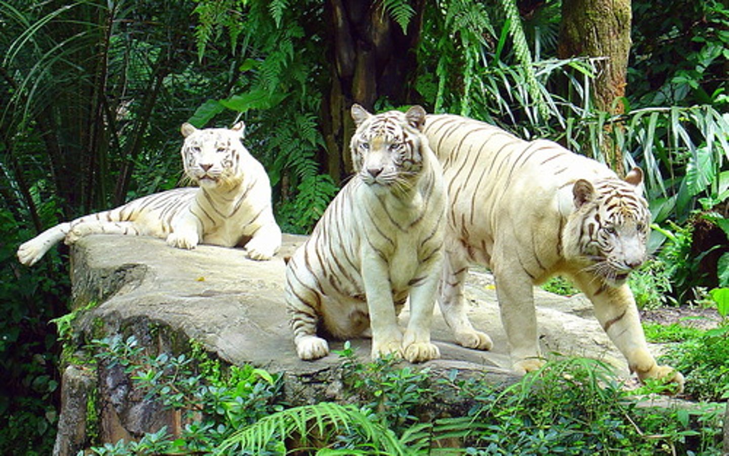 <p>TRANSLATION: риск получить серьёзную травму</p><p>DEFINITION: the chance of being hurt very badly</p><p>EXAMPLE: Zoo keepers face a ........................ when working with big cats. Сотрудники зоопарка сталкиваются с РИСКОМ ПОЛУЧИТЬ СЕРЬЁЗНУЮ ТРАВМУ при работе с крупными кошками.</p>