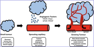 <p>block key growth factors/their receptors involved in promoting angiogenesis or block angiogenic signaling pathways</p><ul><li><p>cancerous tumors seek blood that carries nutrients and oxygen —> therefore, create new blood vessel growth</p></li></ul><p></p>