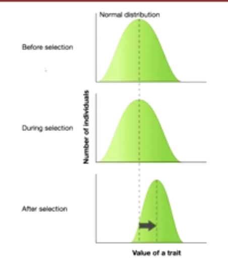 <p>change in the mean value of a character in a population that is either higher or lower than its current mean value which results in a shift in the plot of trait frequency </p>