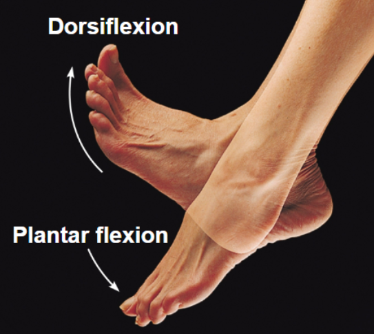 <p>movements of the foot</p><ul><li><p>dorsiflexion - upward movement</p></li><li><p>plantar flexion - downward movement</p></li></ul><p></p>