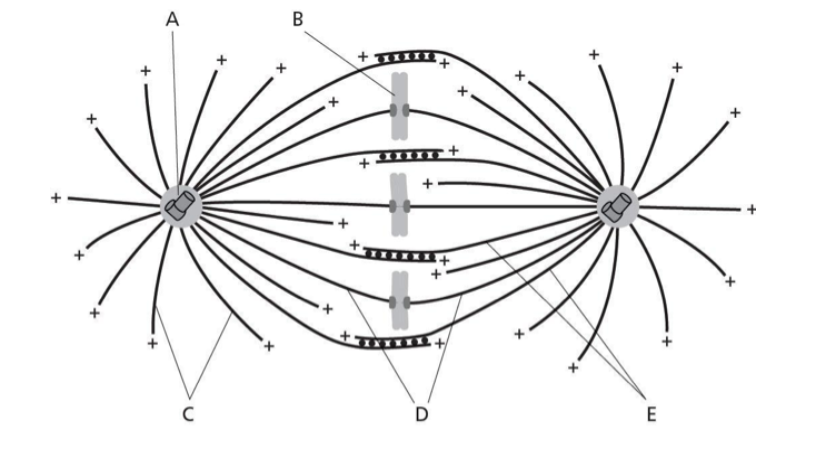 <p><span style="font-family: "Times New Roman", serif;">Which word or phrase below best describes the phase in mitosis depicted in Figure 18-2?</span></p>
