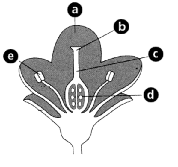 <p>C represents… - Green Plants</p>