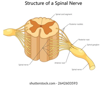 <p><span><strong>Posterior</strong>: ________ process</span></p><p><span>Posterior: <strong>bulge </strong>= _______</span></p><p><span><strong>Anterior</strong>: ______</span></p>