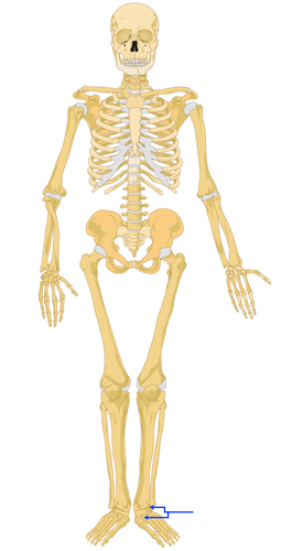 <p>ankle region</p>