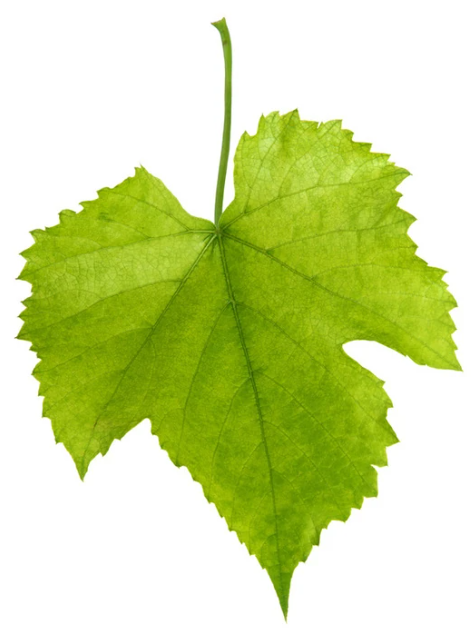 <p>Vitis</p>