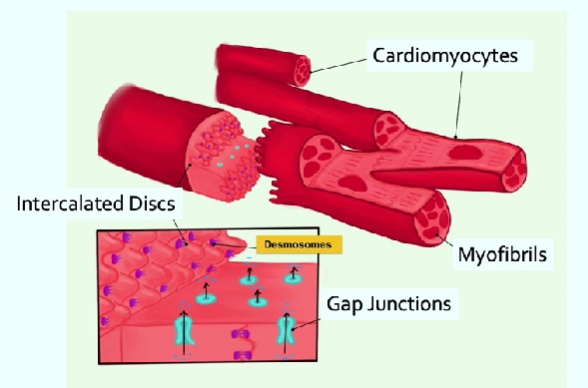 <p>for cardiomyocytes: </p><ul><li><p>INC mitochondria</p></li><li><p>make own AP from nodal cells (X motor neurons)</p></li><li><p>branched (X cylindrical)</p></li><li><p>has 1 nucleus</p></li><li><p>Ca induced Ca release → extracellular fluid (via ion channels, down [] gradient to help SR release) + sarcoplasmic reticulum (store &amp; release when AP occur </p></li><li><p>electrical connected w gap junctions → cell comm. bc coupled together &amp; shares info w gap junctions (channels let ions pass from 1 cell to another)</p></li><li><p>intercalated discs → lock cells together w desmosomes proteins (hold cardiomyocytes together) &amp; hold gap junctions </p></li></ul><p></p>