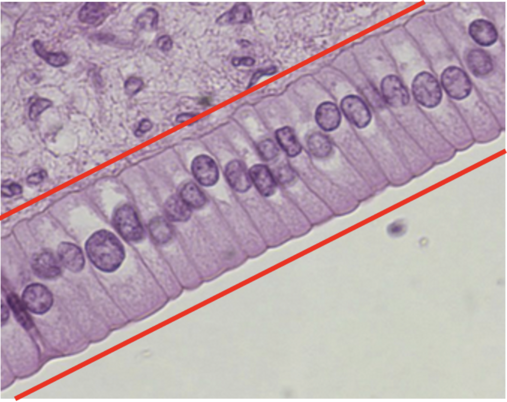 <p>identify the tissue seen between the red lines</p>