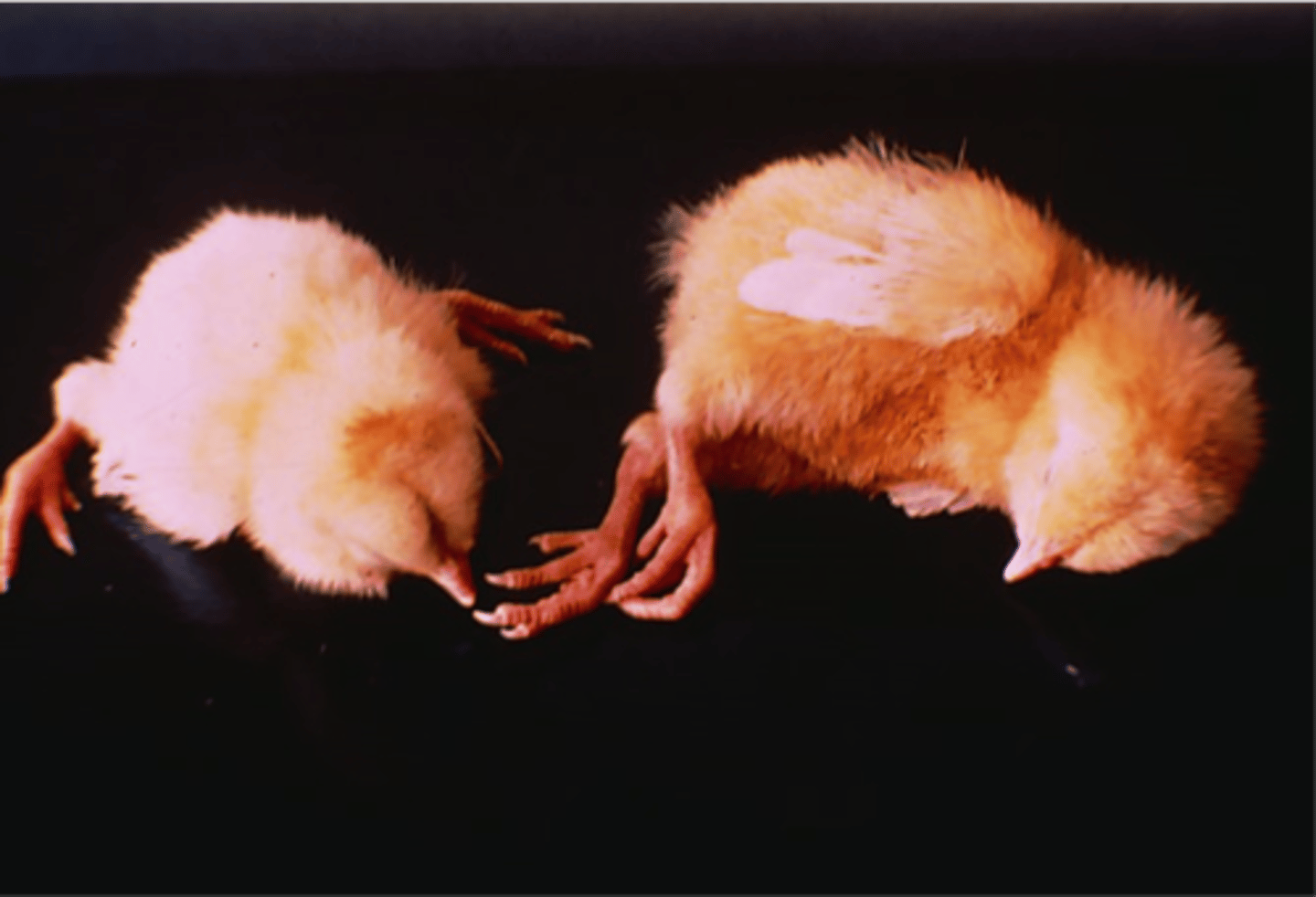 <p>Avian encephalomyeltitis virus - picornaviridae</p>