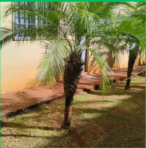 <p>Casuarina equisetifolia; Casuarinaceae; Gimnosperma</p>