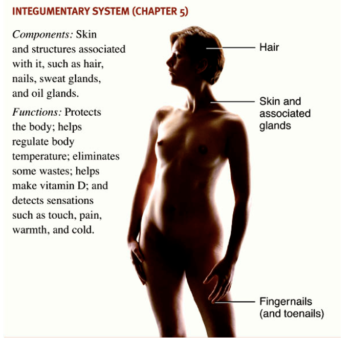 <p>skin and structures associated with it (hairs, nails, sweat glands, oil glands)</p>