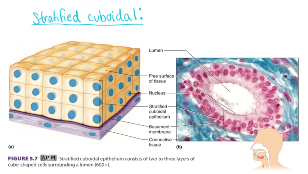 <p>Layers of cubes</p>
