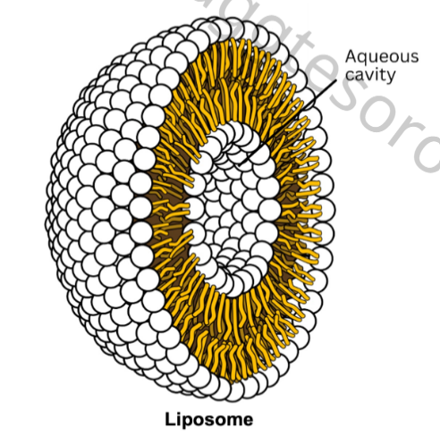 <p>Liposome</p>