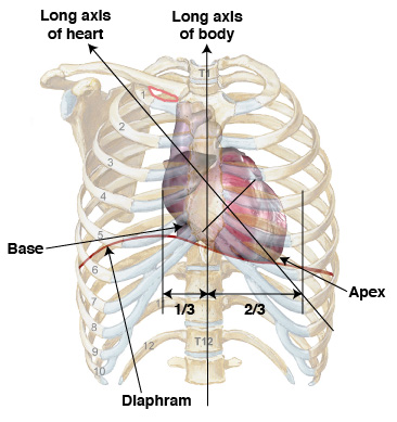 <p>Located in thorax (in middle mediastinum – between lungs)</p>