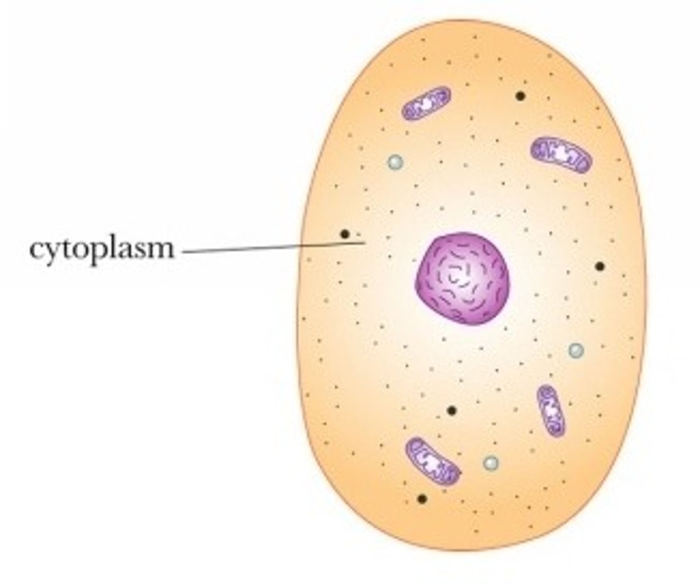 <p>liquid inside cell where chemical reactions take place</p>