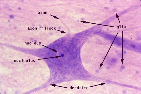 <p>-Function: Support, protect, nourish, and insulate neurons</p><p>-Found: Brain, spinal cord, and peripheral nerves</p><p>-Description: Smaller cells surrounding and supporting neurons</p>
