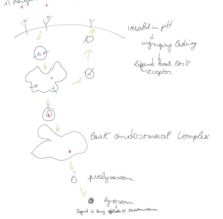<p>vb insuline glucose transporter</p><p></p>