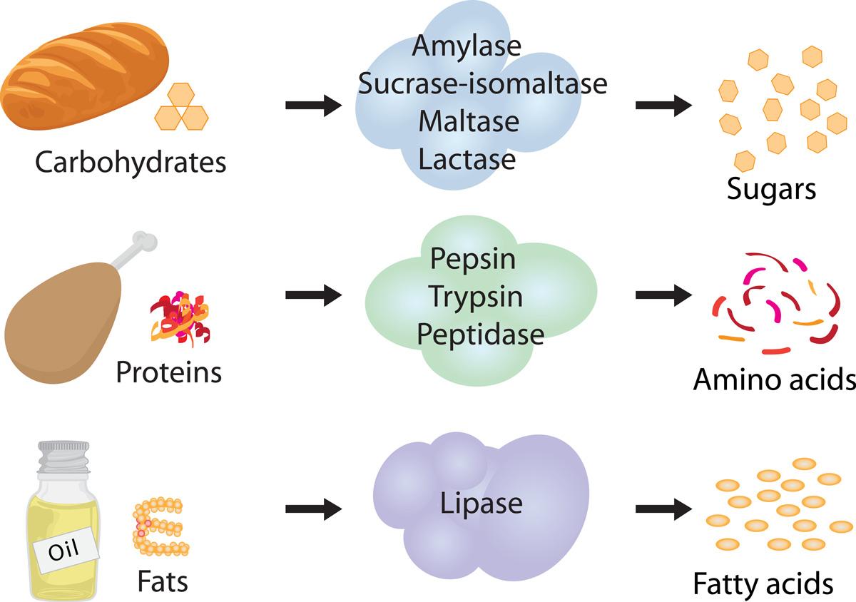 <p>enzyme</p>