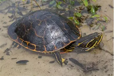 <p>wetlands; vertical stripes on backside; has chicken wire pattern on shell</p>