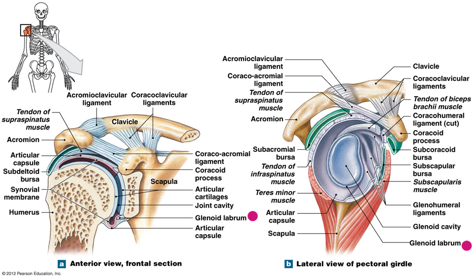 <p>Rotator cuff</p>