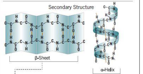 <p>local structures involving H bonds of amino acids near one another, including alpha helices and beta sheets</p>