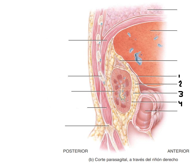 <p>En la siguiente imagen de un corte parasagital del riñón derecho, ¿qué se señala con el número 1?</p>