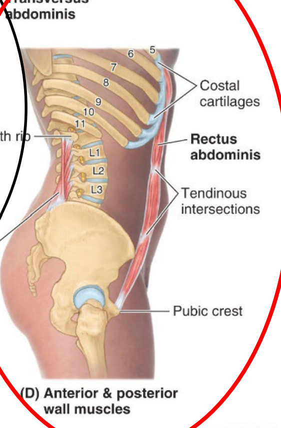<p><span style="color: rgb(255, 35, 254);">Rectus abdominis</span> m</p><ul><li><p>Ones abs and there 12th rib</p></li></ul><p></p>
