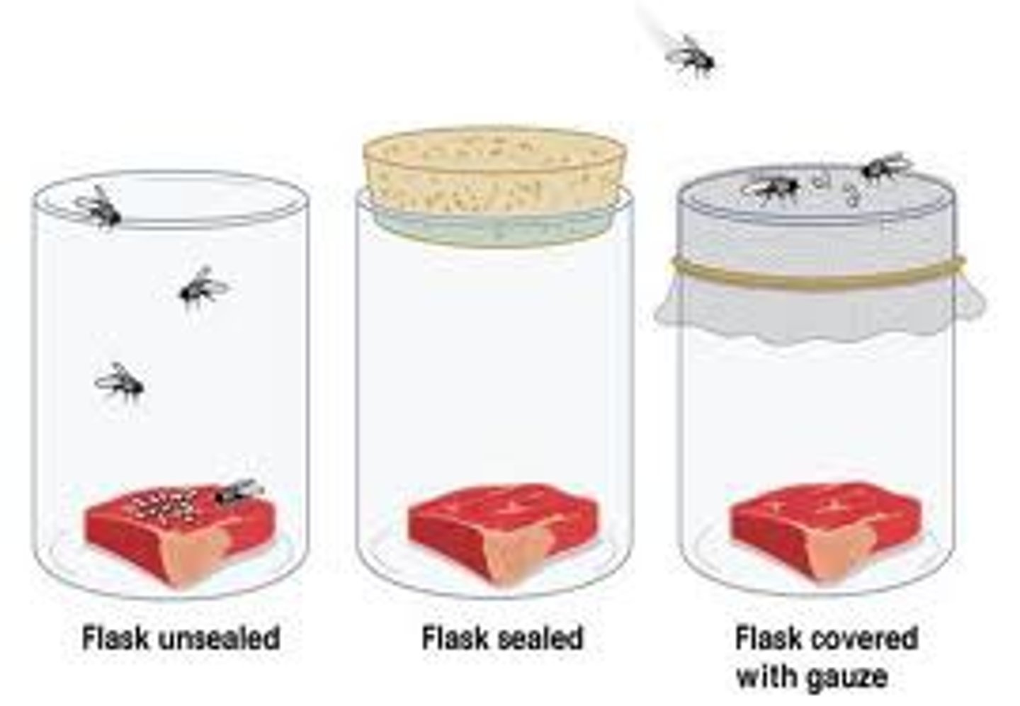 <p>He used jars containing meat to disprove the idea that maggots developed spontaneously from meat.</p>
