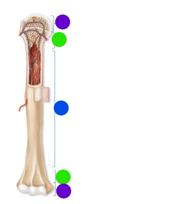 <p>What is blue pointing at</p>