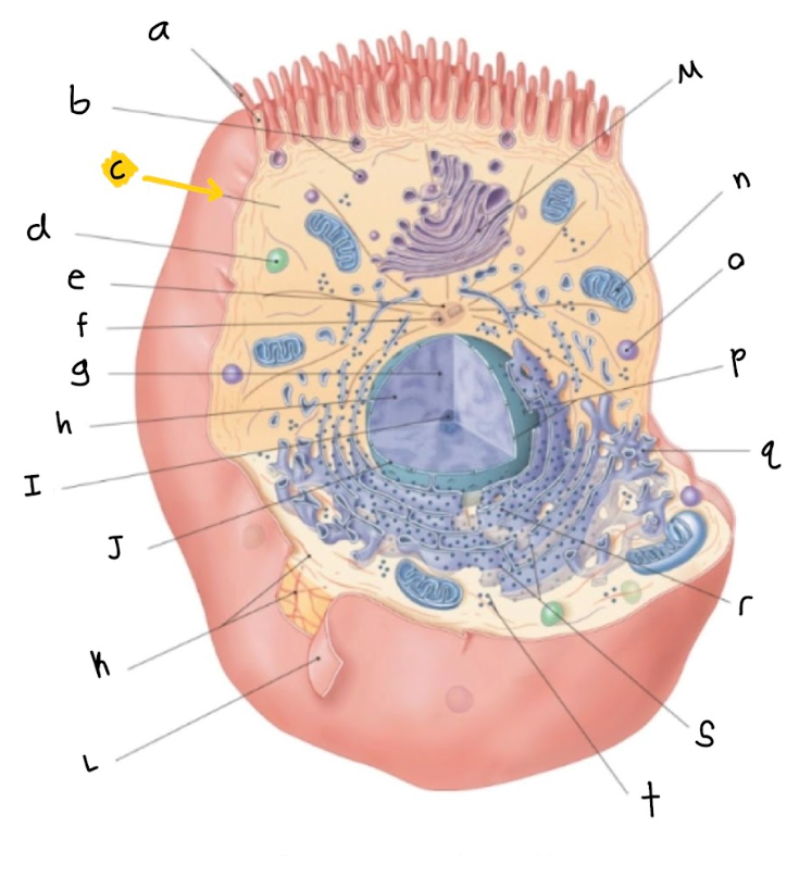 <p>c.</p>