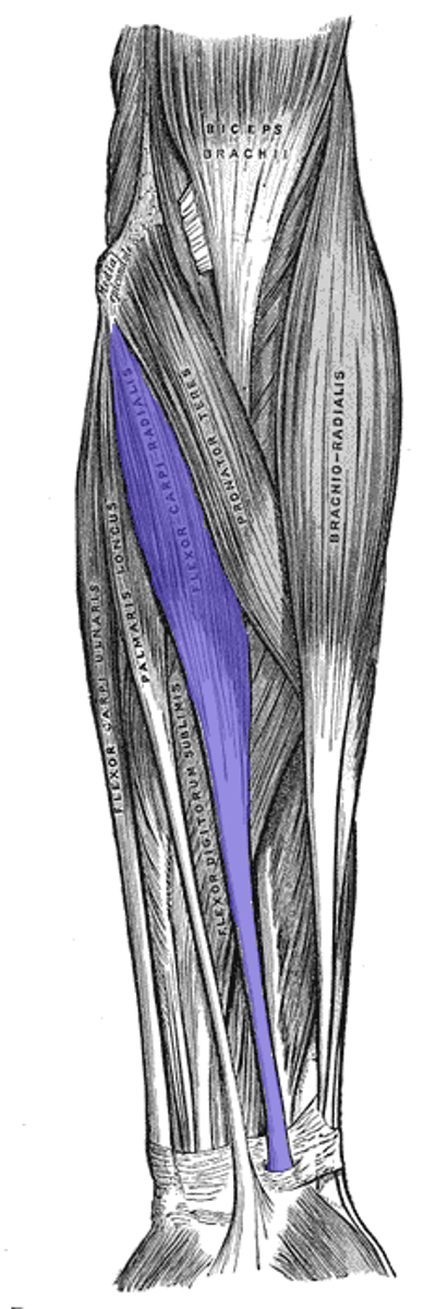 <p>Origin: Common flexor tendon.</p><p>Insertion: Base of second metacarpal.</p><p>Innervation: Median nerve.</p><p>Action: Flexion and radial deviation of wrist.</p>