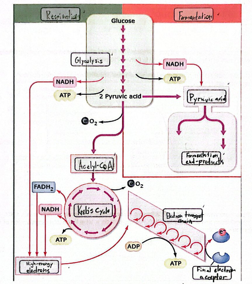 <p>See picture</p>